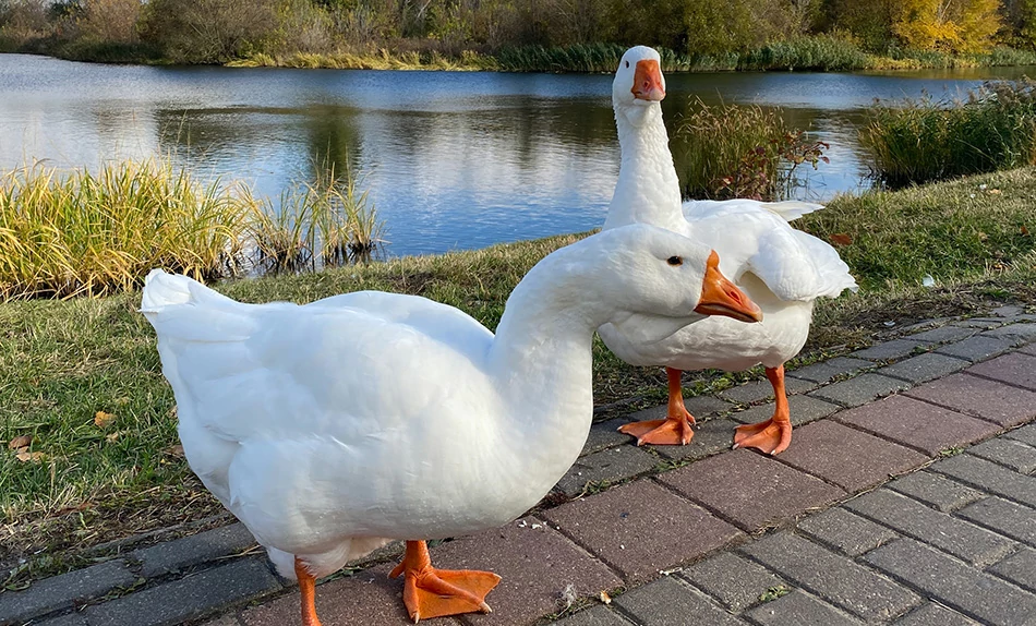 гуси на набережной Тамбова